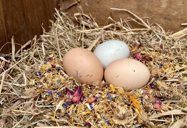 nest box herbs for chickens