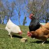 chickens, pecking bar for hens
