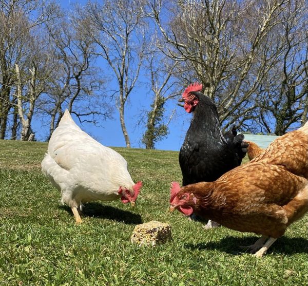 chickens, pecking bar for hens