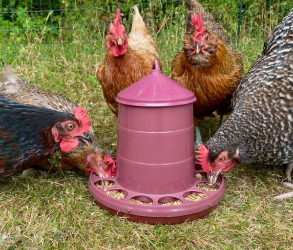 Recycled Plastic Poultry Feeder 2kg - Image 3