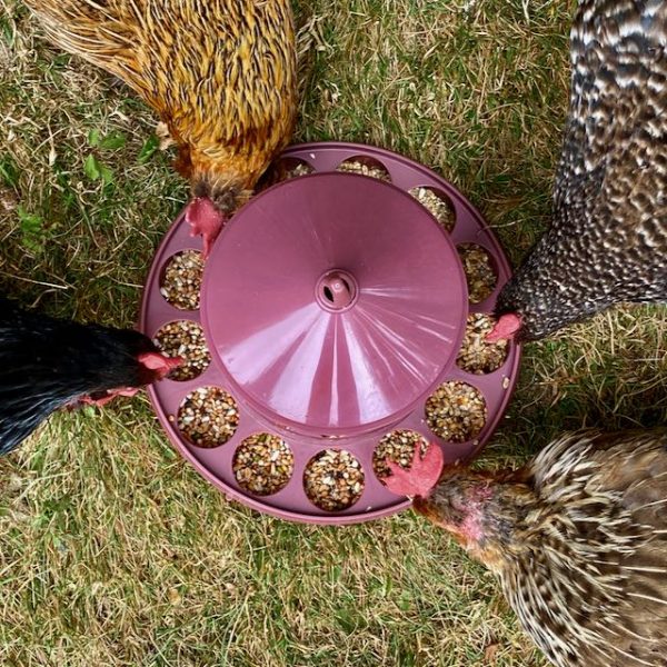 Recycled Plastic Poultry Feeder 2kg - Image 4