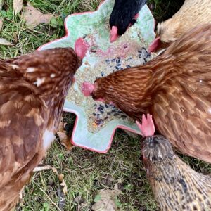 porridge for chickens