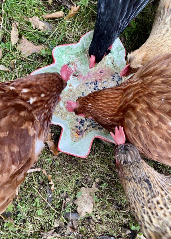 porridge for chickens